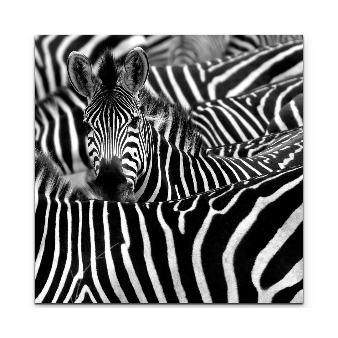 Leinwandbild Zebra in seiner Herde