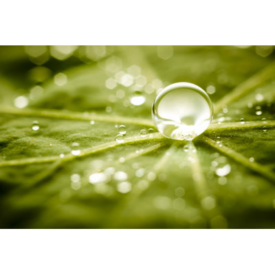 Water Drops On Green Leaf by ThomasVogel - Wrapped Canvas Print