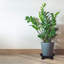 Support de plante rond 3 pièces-239968082
