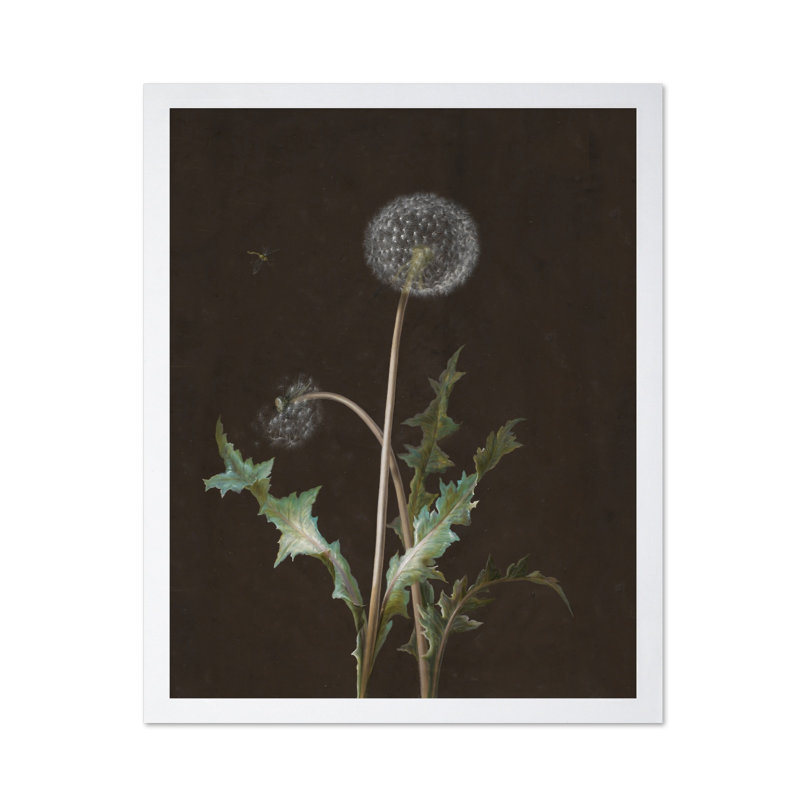 Pissenlit, Affiche, H 24 po x l 32 po, Encadrement blanc