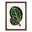 Rose Painted Calathea Leaves by Benjamin Fawcett - Picture Frame Painting Print-55762821-55762824