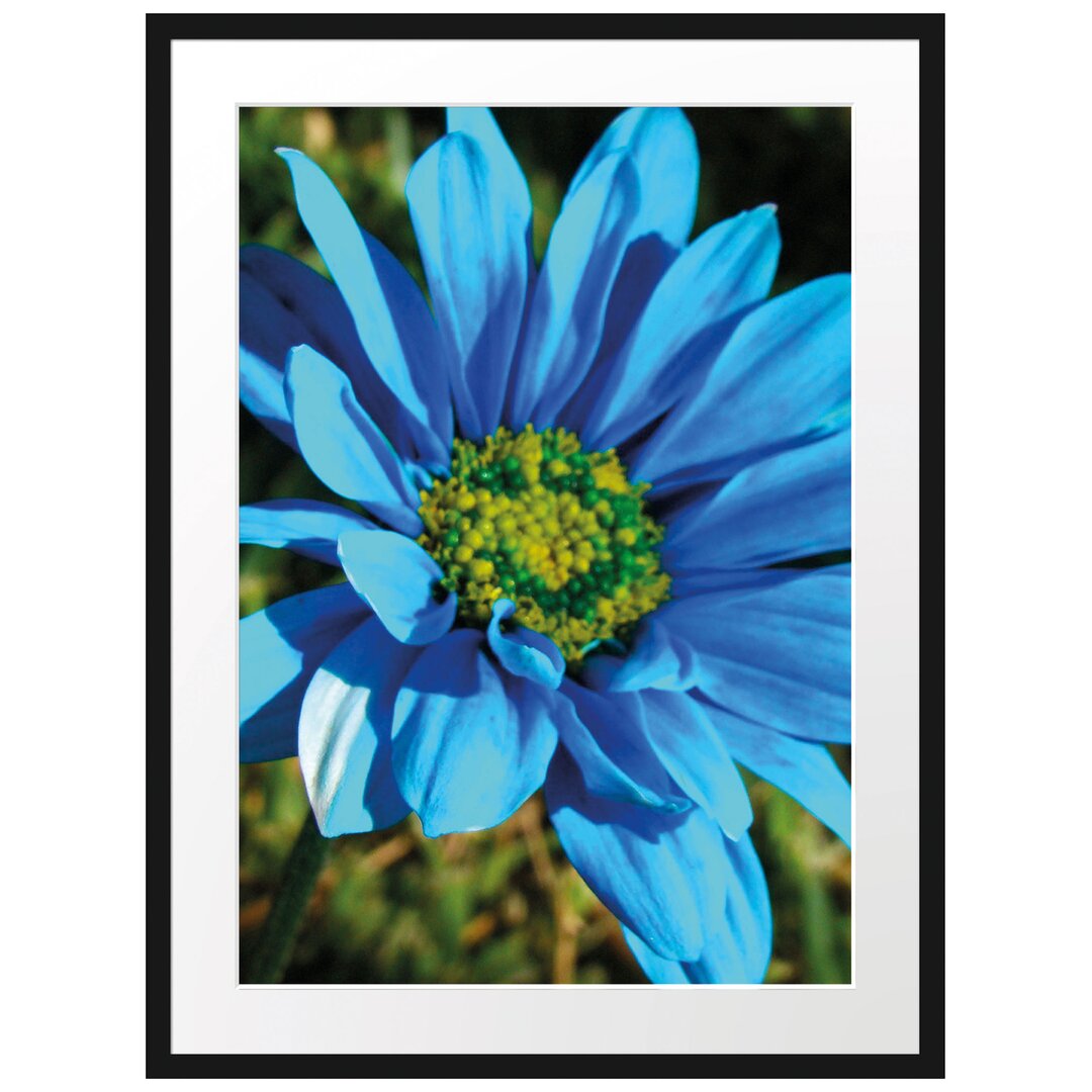 Gerahmtes Poster Schöne blaue Blüte