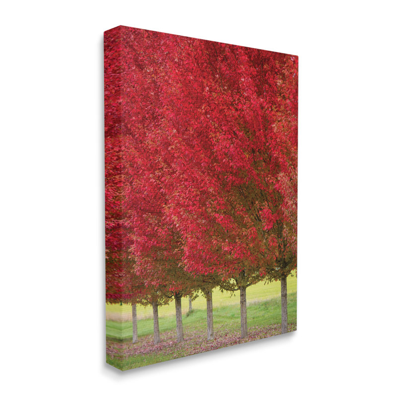 Feuillage d'automne, feuille rouge, scène naturelle - photographie, Toile tendue, H 30 po x l 24 po