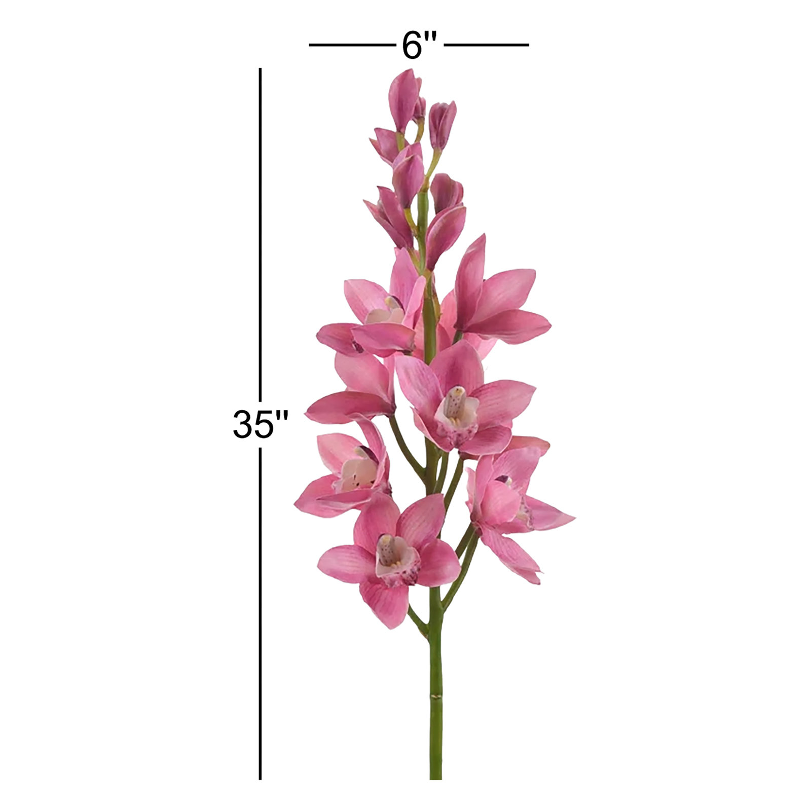 Cymbidium Orchid Stems