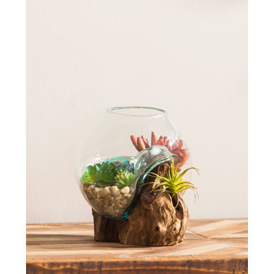 Cyrilmagnin Glass Terrarium Planter on Driftwood 