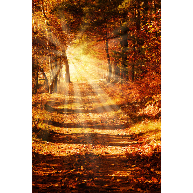 Sunny Forest Path In Autumn - Wrapped Canvas Print, 76cm H x 51cm W x 3.8cm D