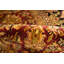 Oriental Area Rug in Black/Red/Camel