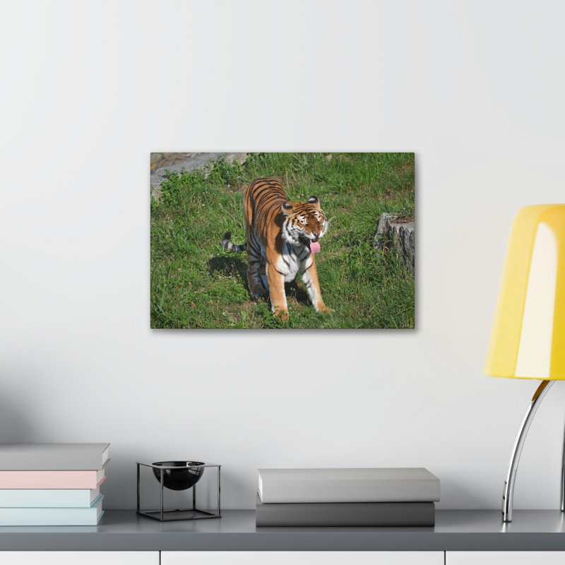 Funny Bangle Tiger in a Zoo Outside Wall Art