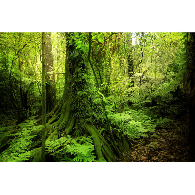 Conall Jungle par - Photographie de toile tendue, H 8 po x l 12 po
