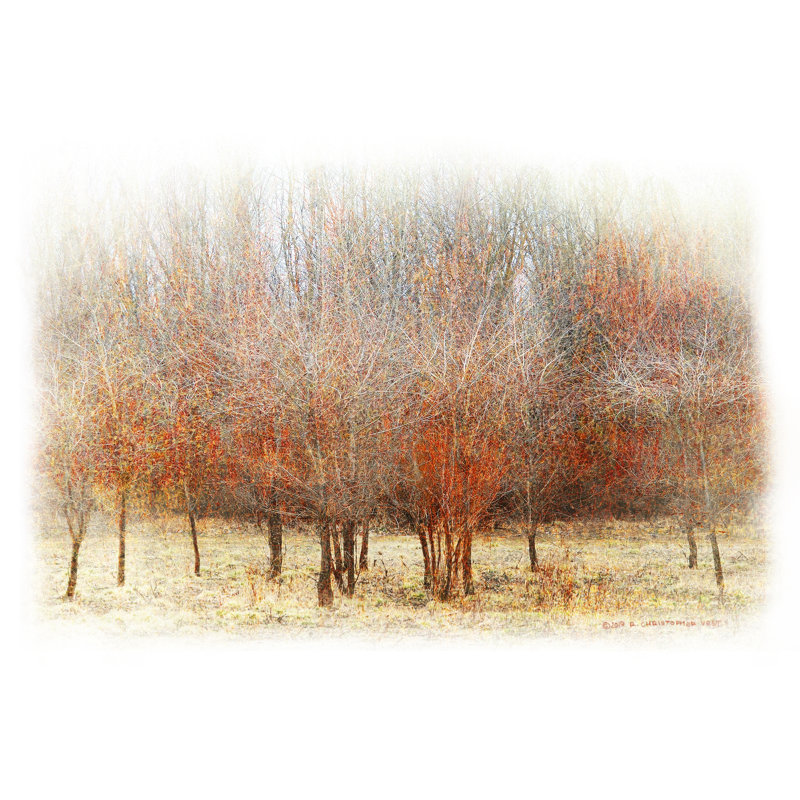 «Row of Red Trees» par Chris Vest - peinture sur toile tendue, H 8 po x l 12 po