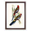 Adelaide Parakeets by Elizabeth Gould - Single Picture Frame Painting-55547491-55547488