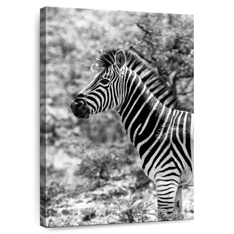 BW Portrait of Burchell's Zebra II, H 39 po x l 26 po