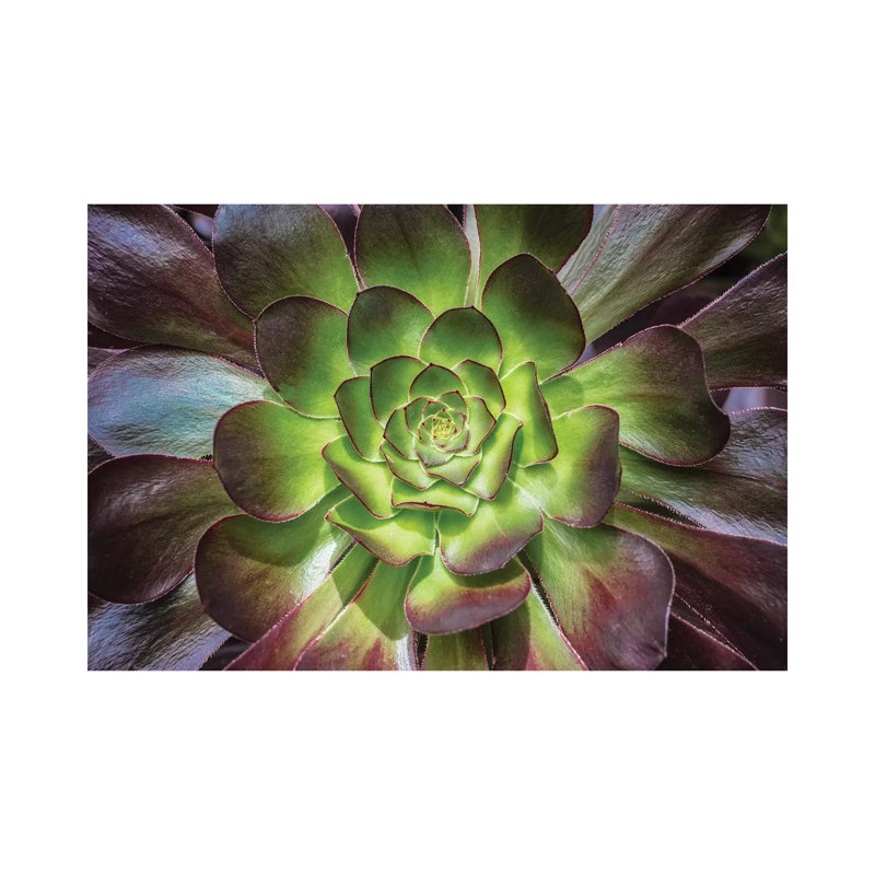 Black Rose by Barbara Markoff - Wrapped Canvas Print, 66.04 cm H x 45.72 cm W x 1.91 cm D