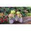 Statue de jardin Bluebelle
