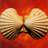Sea Shells-1973160423