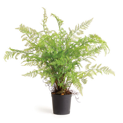 Cunha 36'' Faux Fern Plant in Pot
