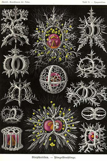 « stephoidea » par ernst haeckel-impression d’art graphique, H 66 po x l 44 po x P 1,5 po