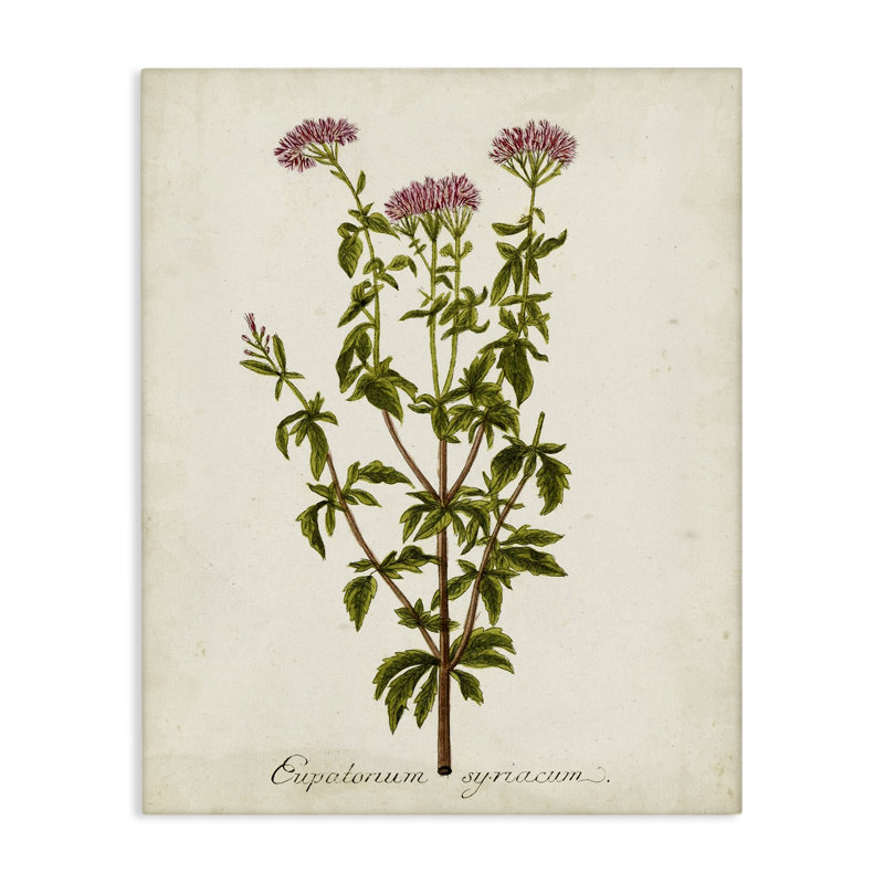 Art scientifique sur toile "Flower Study", H 20 po x l 16 po