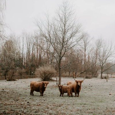 " Highland Cows "