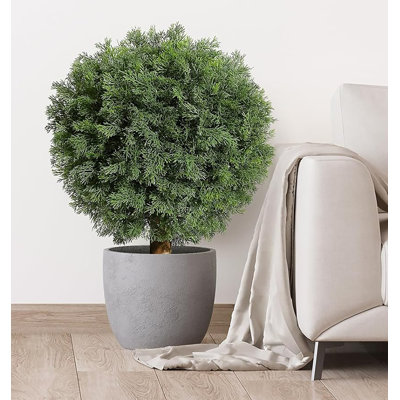 23.6cm Plant