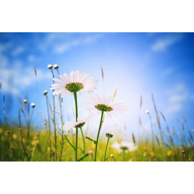 Spring Meadow by Borchee, 20" H x 30" W