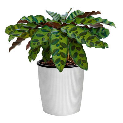 Live Rattlesnake Calathea Lancifolia in Ribbed Décor Pot