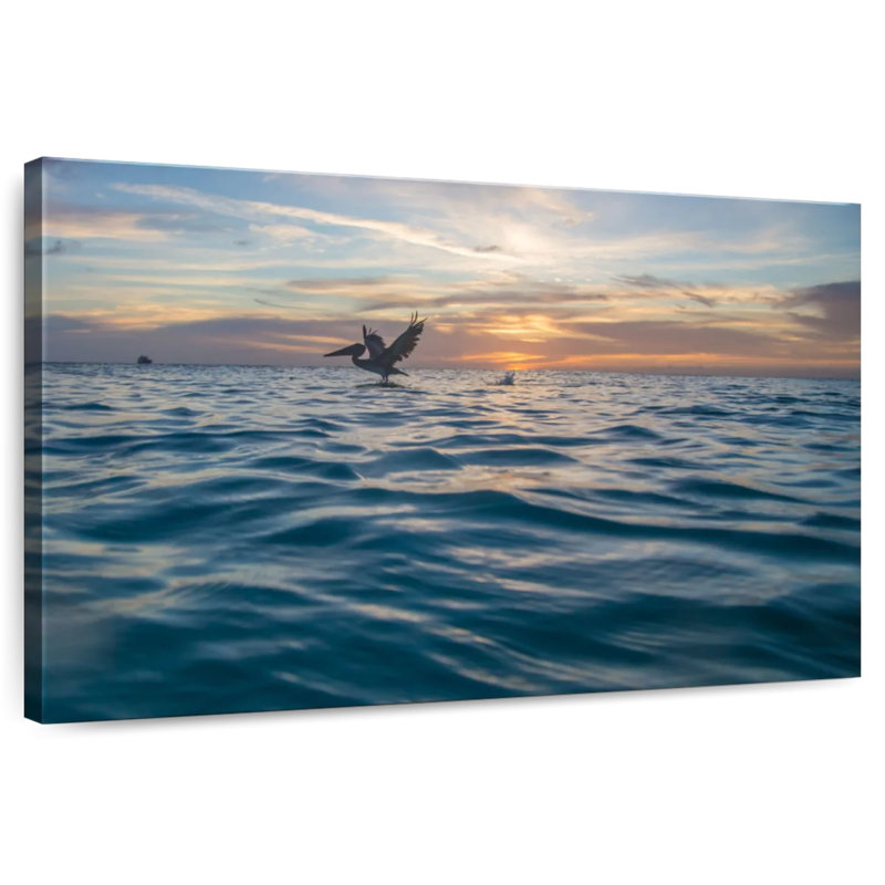 Crowle Dusky Caribbean Pelican