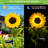 Solar Outdoor Garden Lights LED Stake Waterproof Pathway Light for Yard Patio Landscape Decorations