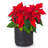Anielka 10-Piece Plastic Nursery Pot-207067853