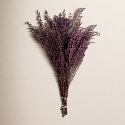 Preserved Stoebe Stems