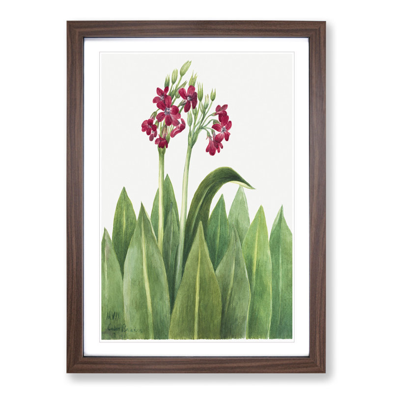 Primrose by Mary Vaux Walcott - Picture Frame Painting, Walnut Framed, 48cm H x 36cm W x 2cm D