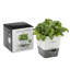 Herb Pot