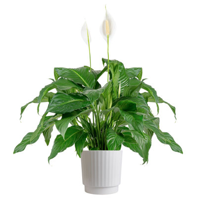 Costa Farms Extra Large Spath Peace Lily Indoor House Plant in a 12-inch Décor Pot