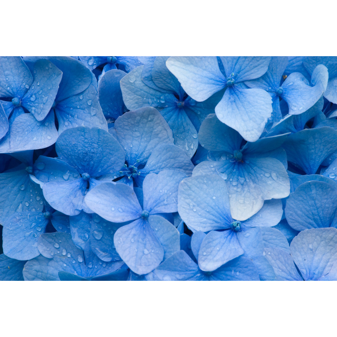 Leinwandbild Hydrangea von Bikec