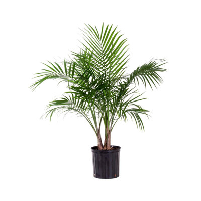 Live Majesty Palm Plant Indoor Houseplant In 9.25 Inch Grower Pot