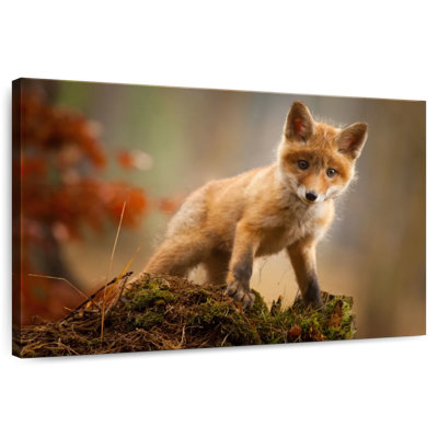 Brampt bébé forêt renard