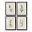 Traditional Botanical I - Ensemble de 4 peintures encadrées-1560402231-1560402225