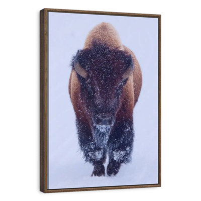 Bison In Snow