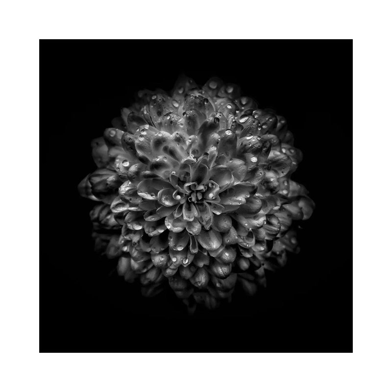 Black And White Mum III by Brian Carson - Wrapped Canvas Print, 30.48 cm H x 30.48 cm W