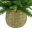 Richas Faux Fern Plant in Wicker/Rattan Basket