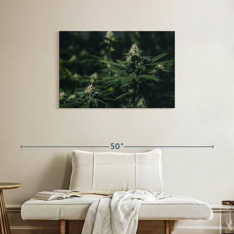 Marijuana fraîche, H 24 po x l 36 po