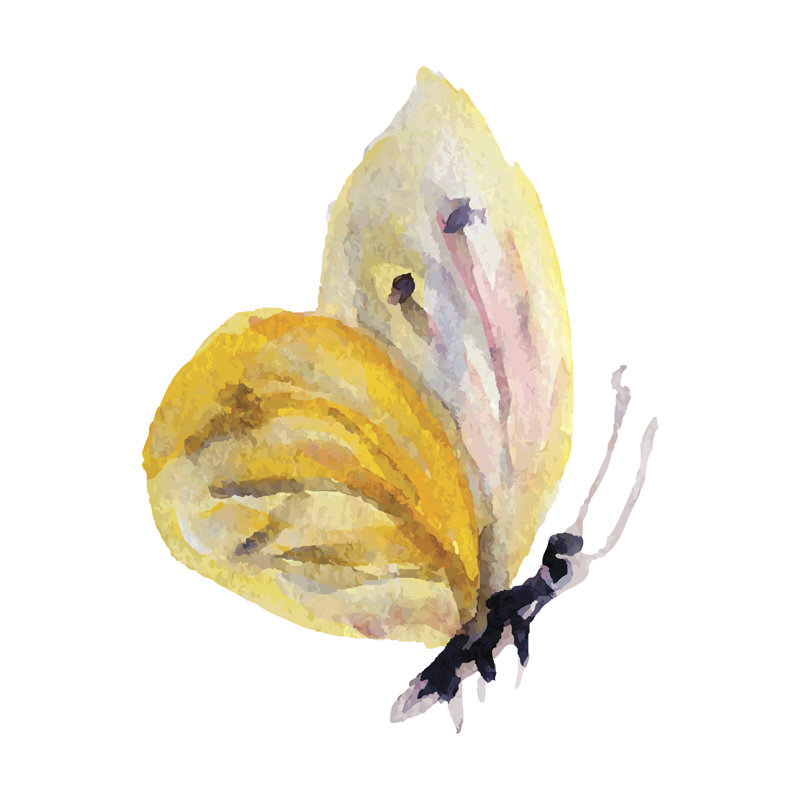 Abidemi Butterfly On White Background - Wrapped Canvas Painting, 76cm H x 76cm W x 3.8cm D