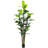 Dracaena Marginata Plant-282626943