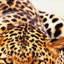 Print on Canvas-25159346
