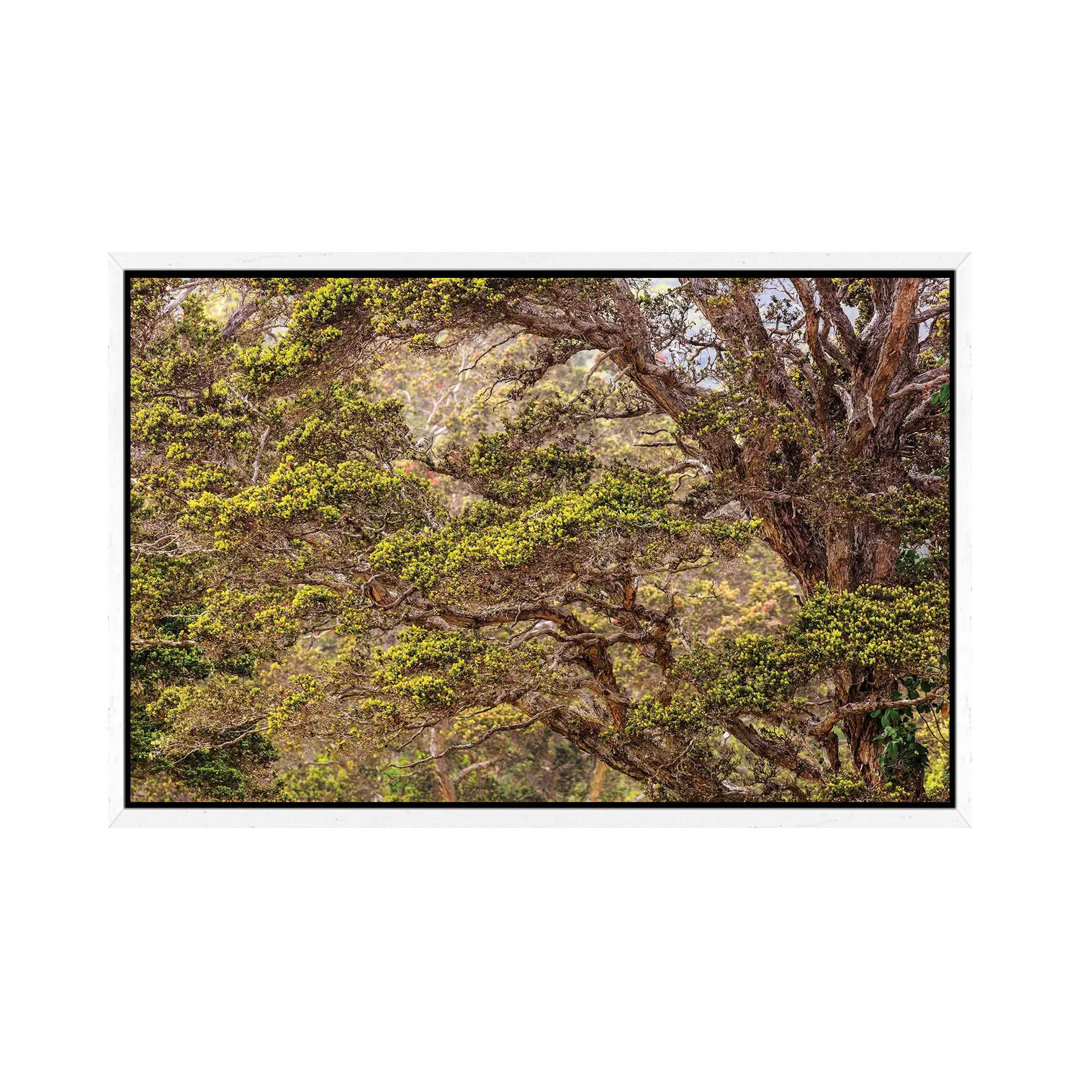 Hakalau Forest National Wildlife Refuge, Big Island, Hawaii von Stuart Westmorland - Galerie-Giclée auf Leinwand