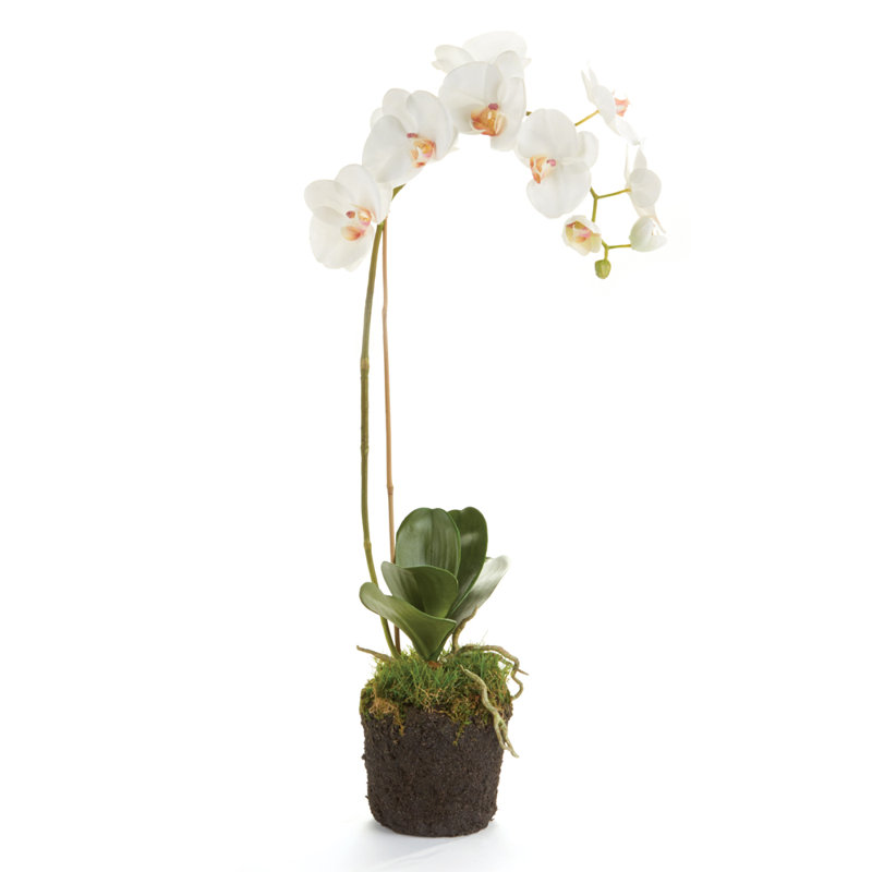 Stiles Orchid Arrangement, White