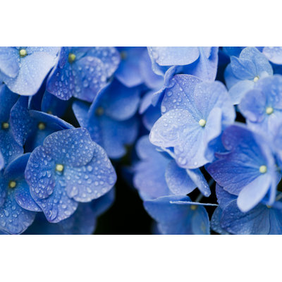 Hortensia bleu par Ooyoo