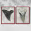 «Watercolor Sharks Tooth I», reproduction encadrée de qualité supérieure - prête à être accrochée - aucun clou requis - aucun clou requis-1951919634-1951919635