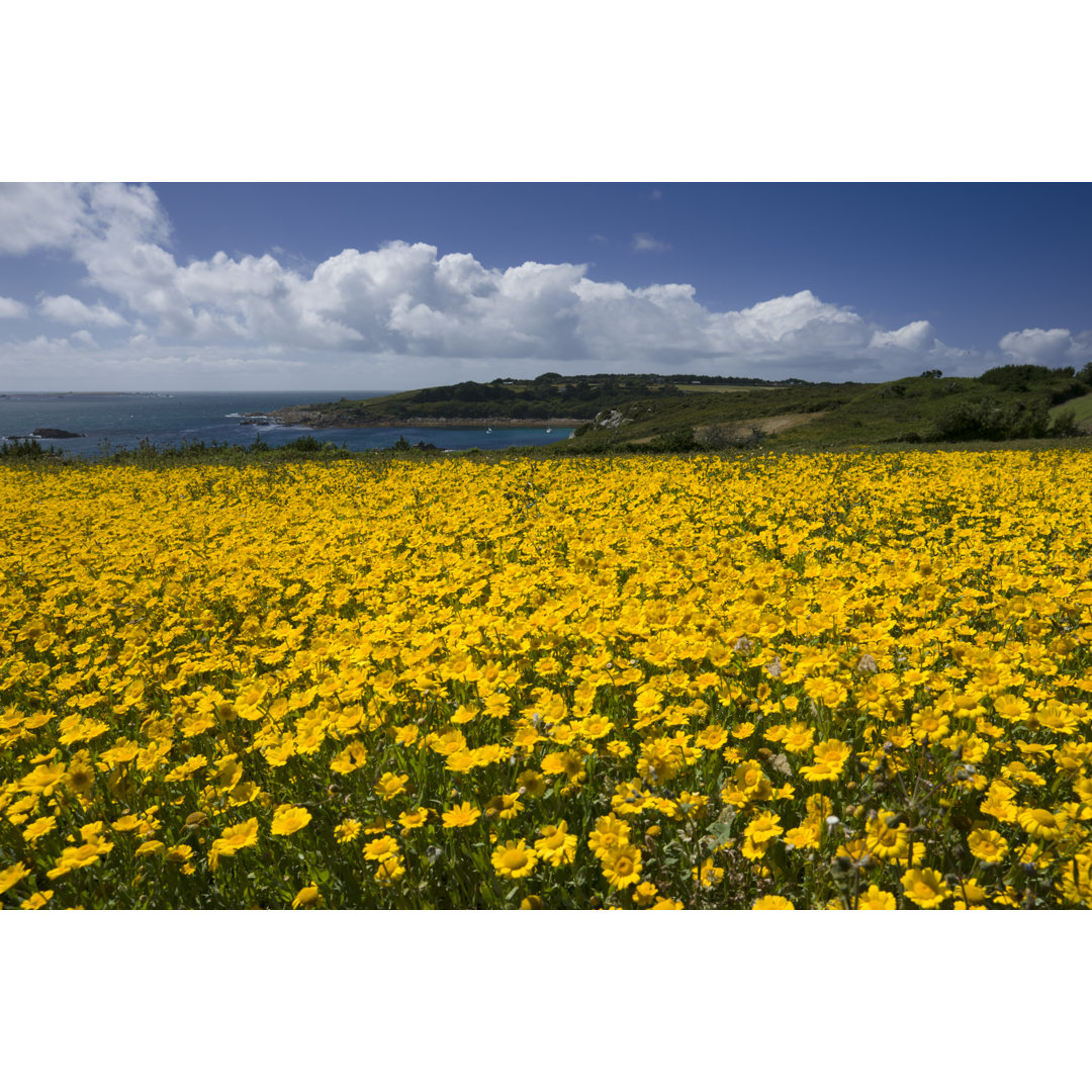 Feld der gelben Blumen - Kunstdrucke auf Leinwand - Wrapped Canvas