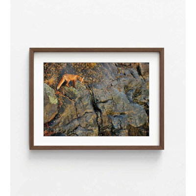 Fox on the Rocks Art Print: Autumn Landscape, Framed or Unframed